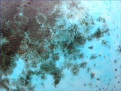 Is Black Mold Dangerous Mold Removal Drywall Repair